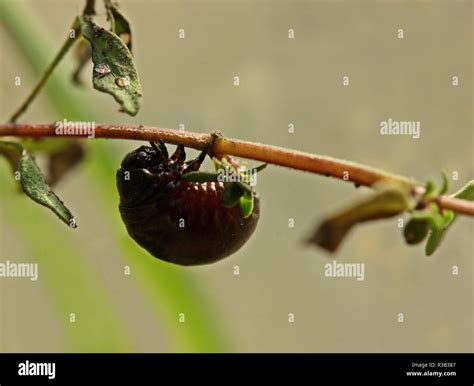 Larva Of Rainbow Leaf Beetle Chrysolina Cerealis On Thyme Stock Photo