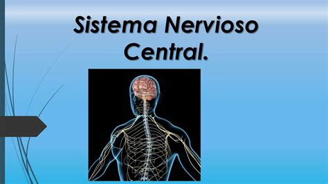 Sistema Nervioso Central Sujeiry Frias Aybar Udocz