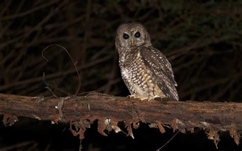 Northern Spotted Owl Strix Occidentalis Caurina Humboldt Flickr