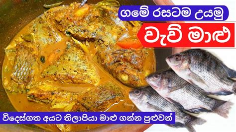 ගමේ විදියට රසට වැව් මාළු උයමු I Sri Lankan Tank Fish Curry I Waw Maalu