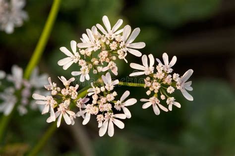 Anise flowers stock image. Image of floral, daisy, plant - 27075647