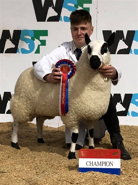 Kerrys Do Well At The Winter Stock Festival Kerry Hill Sheep Society