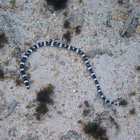 Turtles And Snake Eels Norfolk Island S Reef