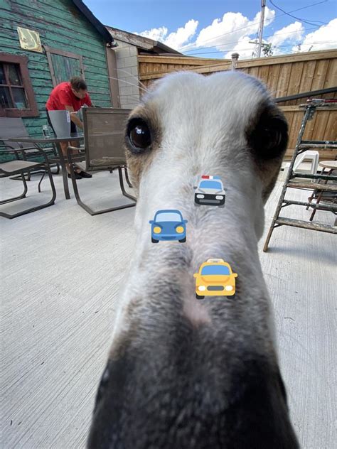 Borzoi Borzoi Long Nose Dog Know Your Meme