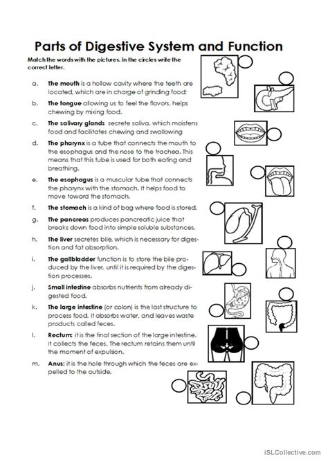 Digestive System English Esl Worksheets Pdf Doc Hot Sex Picture