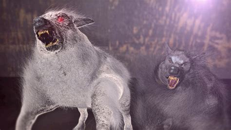 Wampus Cat Grassman And The Other Bizarre Creatures Of Mountain