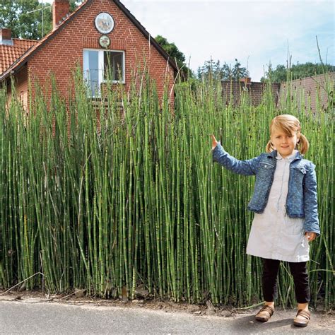 Sichtschutz Garten Pflanzen Schmal