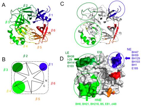 Viruses Free Full Text Measles Virus Hemagglutinin Protein Epitopes