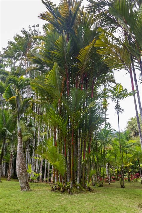 La Martinique Les Incontournables Dans Le Nord De L Le Martinique