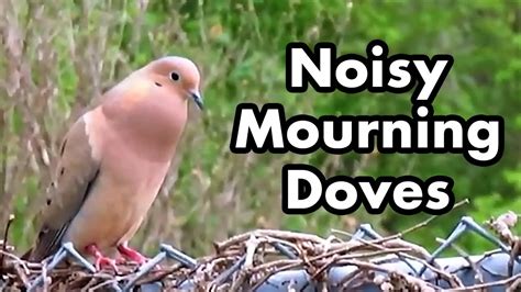 Cute Mourning Doves Make Noise Mourning Dove Sounds Bird Calls