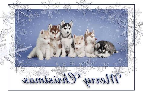 Husky Christmas Cards | PETSIDI