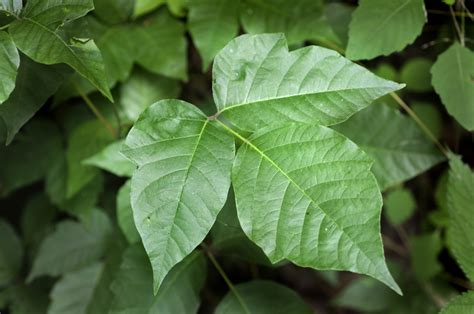 The Differences Between Poison Ivy / Oak / Sumac - Crisp Regional