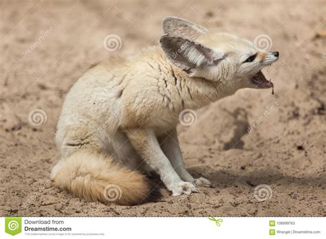 Zerda Do Vulpes Da Raposa De Fennec Imagem De Stock Imagem De