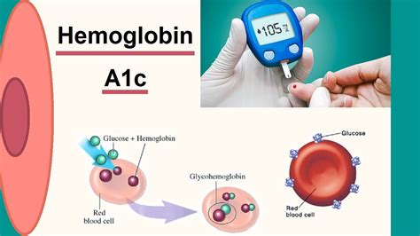 Hemoglobin A C Youtube