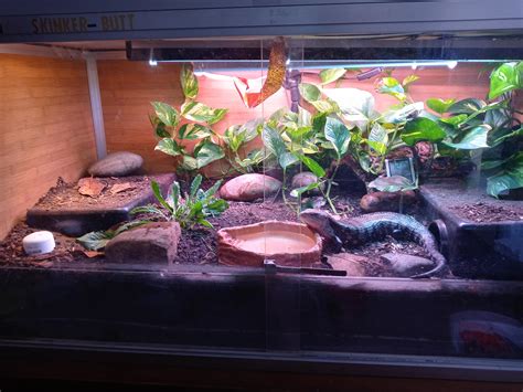 Here S The Rest Of My Skinks Enclosure They Re In A X X Pvc Zen