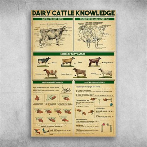 Dairy Cattle Knowledge Parts Of The Dairy Cattle Breed Of Dairy Cattles