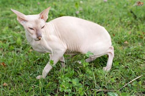 Razas De Gatos Sin Pelo Cuidar Mi Gatito Todo Sobre Gatos