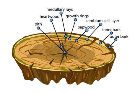 Cambium Illustrations Royalty Free Vector Graphics And Clip Art Istock