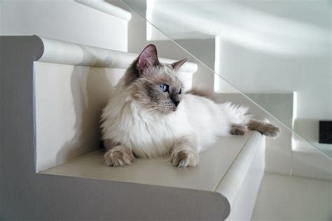 105 Popular Names For Ragdoll Cats - Cat Mania