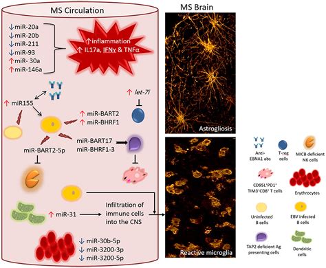 Frontiers Epstein Barr Virus And MiRNAs Partners In Crime In The