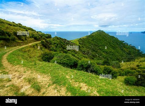 Hiking The Coromandel Coastal Walkway Rainforest And A Steep Coast