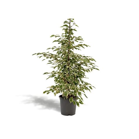 Ficus Benjamina Twilight 95 Cm