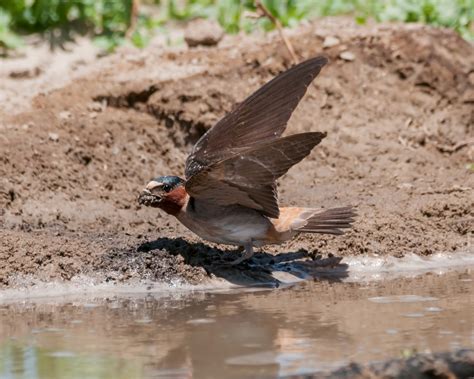 American River Parkway — Sacramento Audubon Society