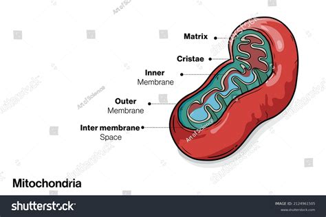 Cross Section Labelled Mitochondria White Background Stock Vector