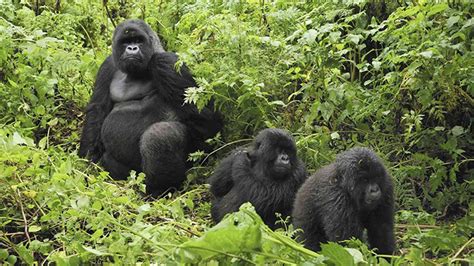 How tourism is helping gorillas and healing communities in Rwanda ...