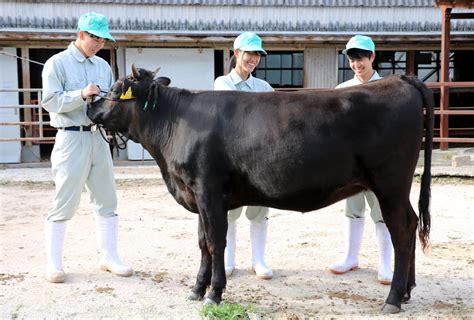 庄原実業高生が育てた雌牛「さらしば号」 「和牛の五輪」特別区で出場へ 中国新聞デジタル