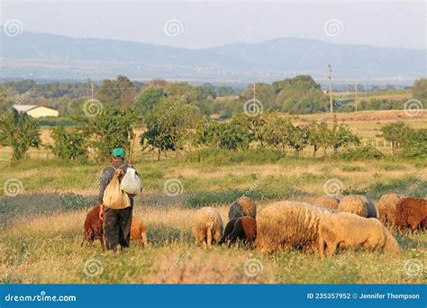 Shepherd And Sheep In Rose Valley Bulgaria Editorial Photography