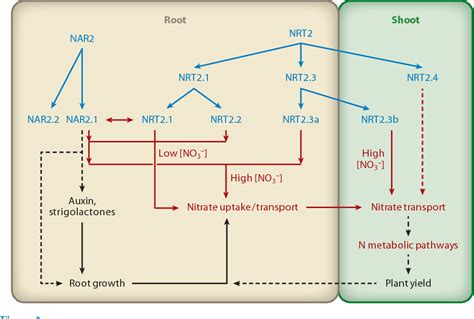 Pdf Plant Nitrogen Assimilation And Use Efficiency Semantic Scholar