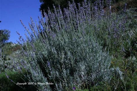 Lavandula Provence Drought Tolerant Can Cook With It Lavandula