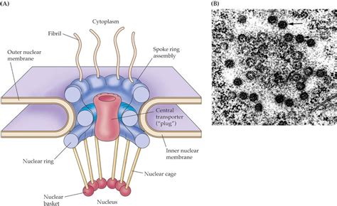 Nuclear Cytoplasmic Transport Diagram Quizlet