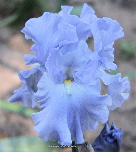 Tall Bearded Iris Iris Into The Blue In The Irises Database