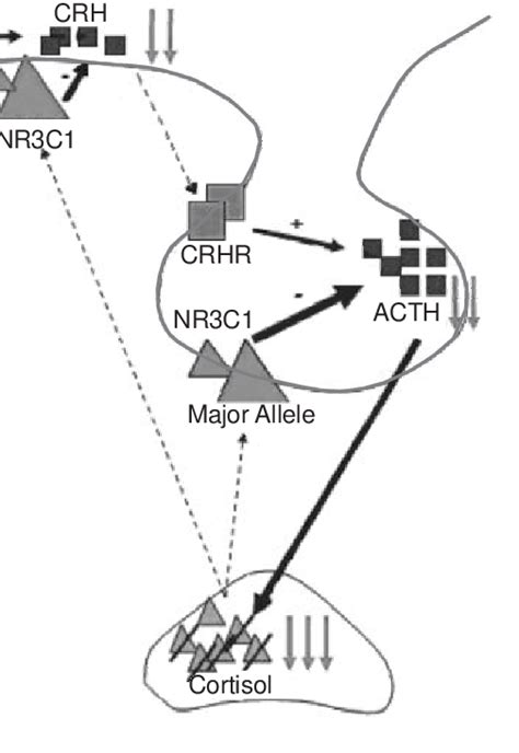 Suggested Diagram Of The Neuroendocrine And Neurotransmission Pathways