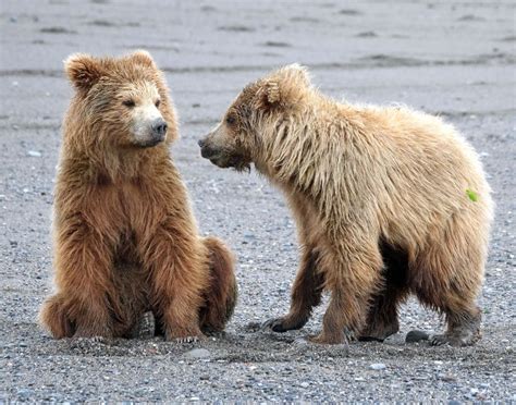 Christine Pence - Alaskan Coastal brown bear cubs | LensCulture