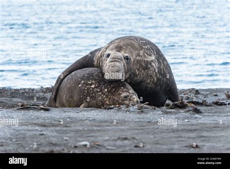 Elephant seal with pup at water edge at Right Whale Bay, South Georgia Stock Photo - Alamy