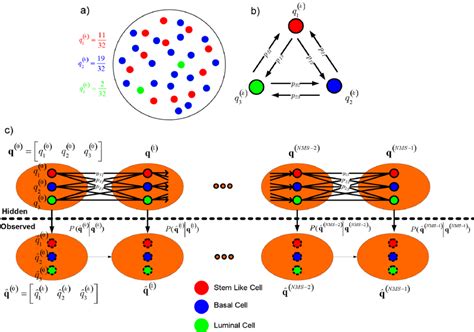 schematic diagram  state transitions  cell populations  portion