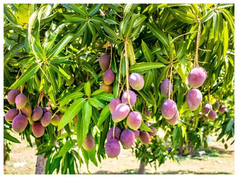 Odisha Farmer Grows Worlds Costliest Miyazaki Mango My City Links