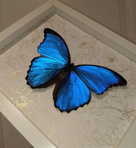 Giant Blue Morpho Didius Butterfly Framed 8x10 White Frame With Gold