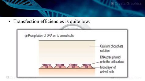 Gene transfer (2) | PPT