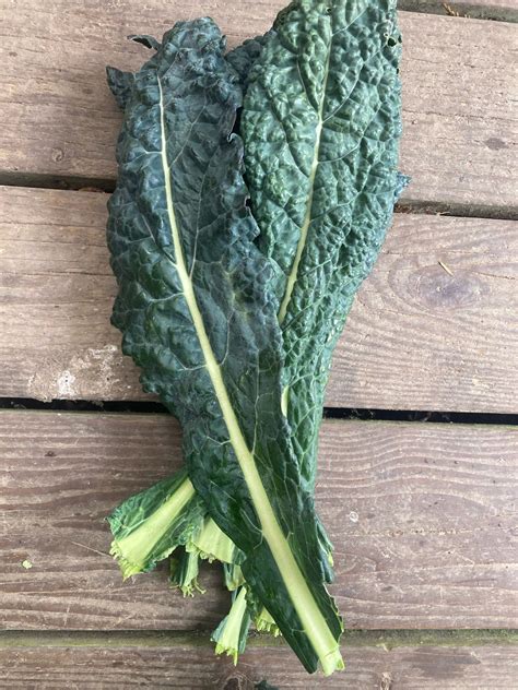 Dino Kale Saltwater Seeds