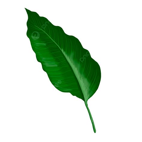 Patung Png Daun Pisang Dicat Tangan Lukisan Tangan Menanam Daun