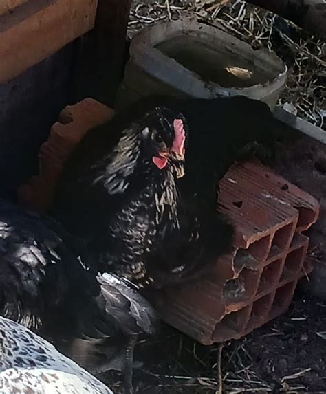 Fais Es Coleira E Pintos Galinha Marans E Garnizos Montemor O Velho E