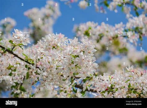 Redbud Crabapple Malus X Zumi Hi Res Stock Photography And Images Alamy