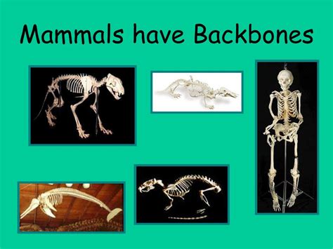 Ppt Vertebrates And Invertebrates Powerpoint Presentation Free