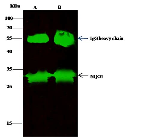 Nqo Antibody Guideline Sino Biological