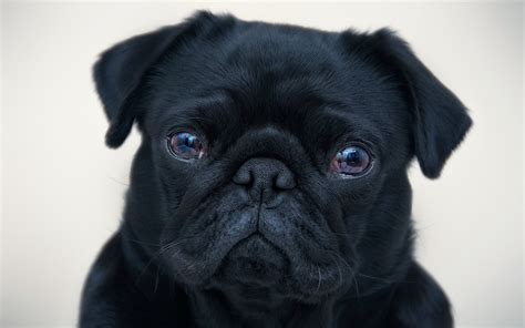 Black pug puppy HD wallpaper | Wallpaper Flare