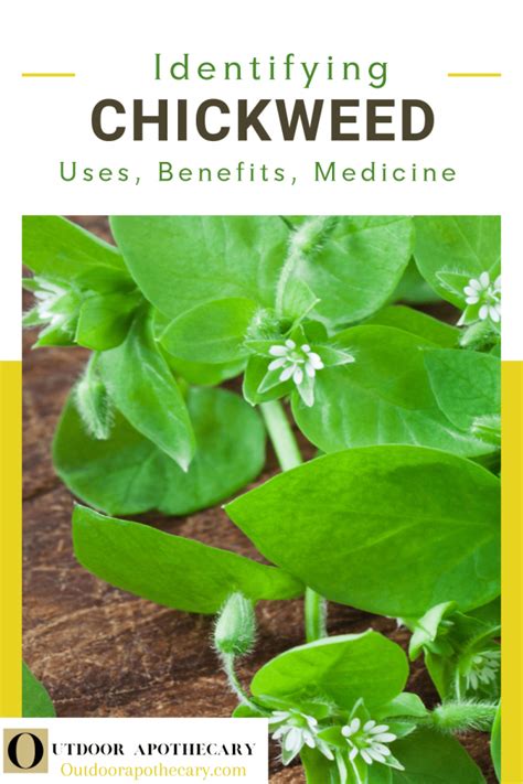 Chickweed Identification: Wild Edible Weed For Culinary and Medicinal ...